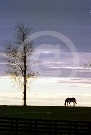 mareandfoal001