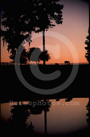 mareandfoal003