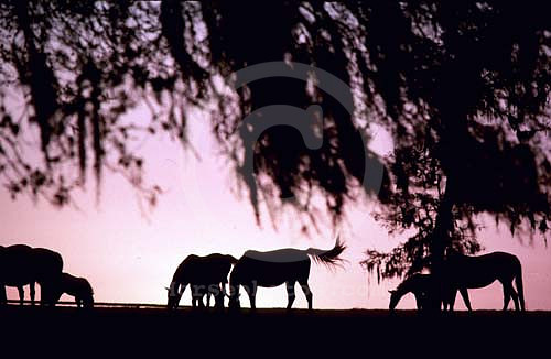 mareandfoal004