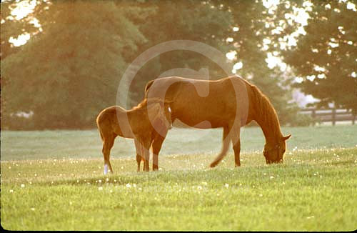 mareandfoal005