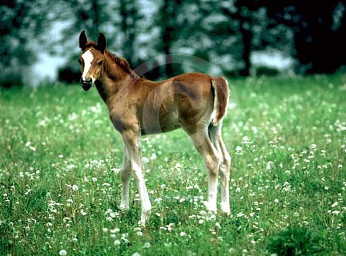 mareandfoal006
