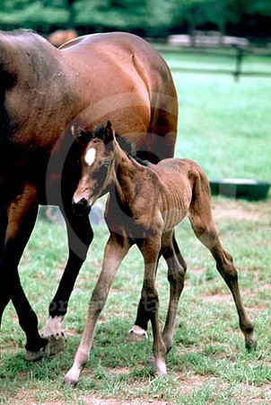 mareandfoal007