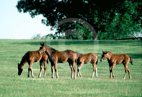 mareandfoal008