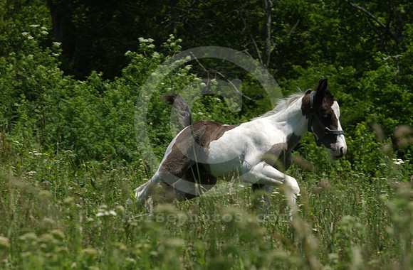 mareandfoal10_hr