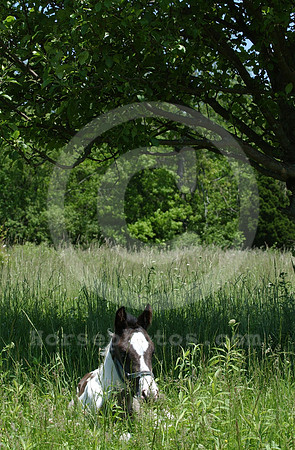 mareandfoal11_hr
