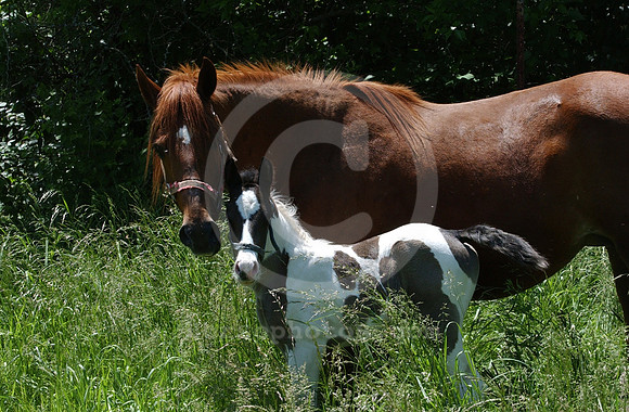 mareandfoal12_hr