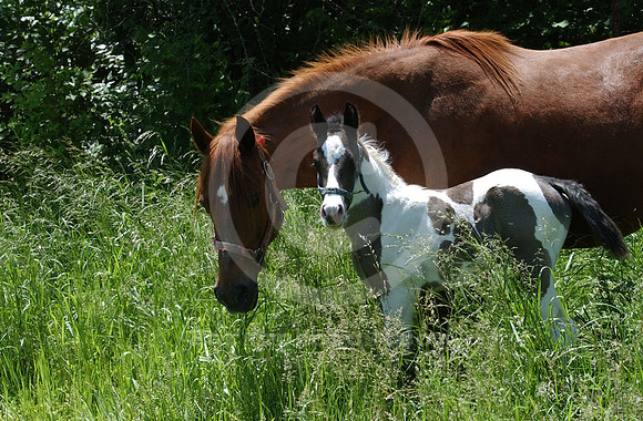 mareandfoal13_hr