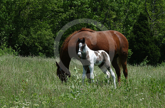 mareandfoal14_hr