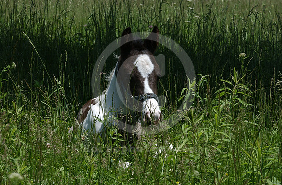 mareandfoal15_hr