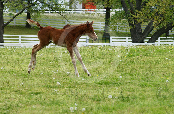 mareandfoal16_hr