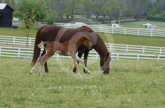mareandfoal17_hr