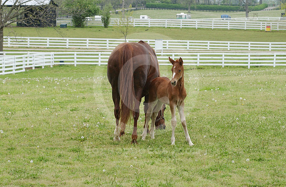 mareandfoal18_hr