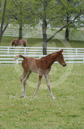 mareandfoal19_hr