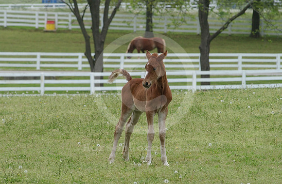 mareandfoal20_hr