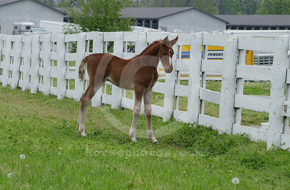 mareandfoal21_hr