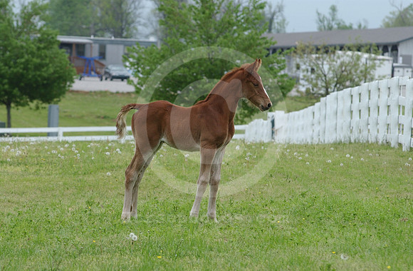 mareandfoal22_hr