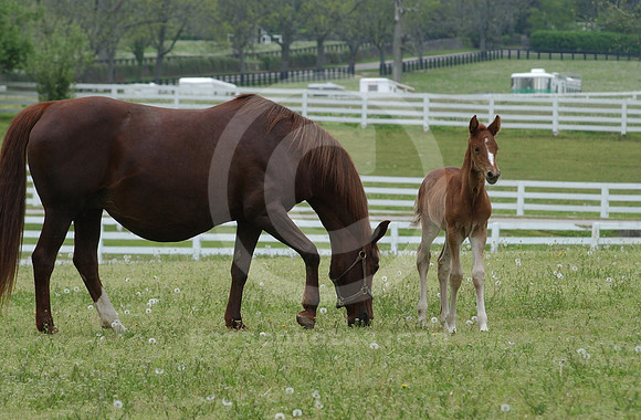 mareandfoal23_hr