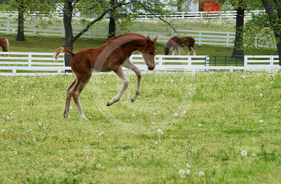 mareandfoal24_hr