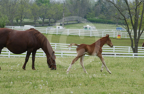 mareandfoal25_hr