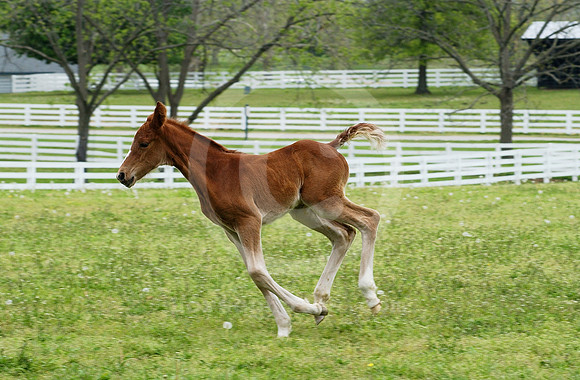 mareandfoal26_hr