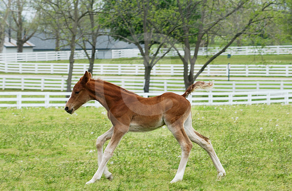 mareandfoal27_hr