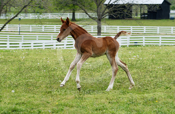 mareandfoal28_hr