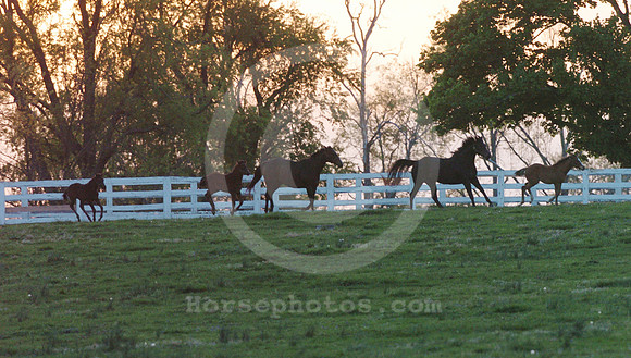 mareandfoal29_jd