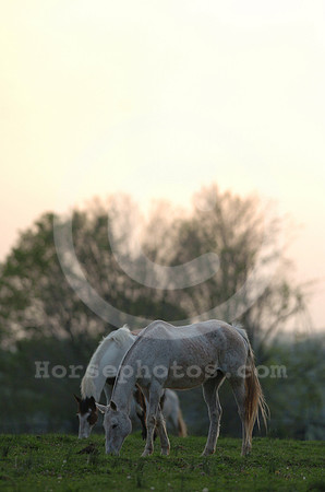 mareandfoal32_jd