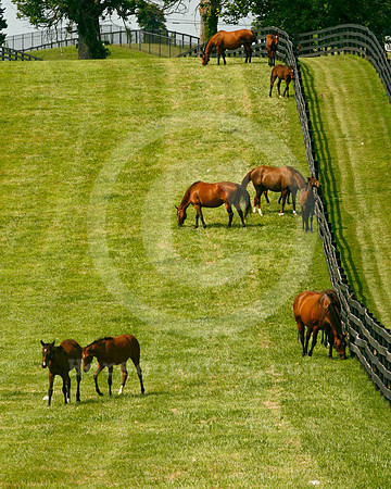 mareandfoal33_mw