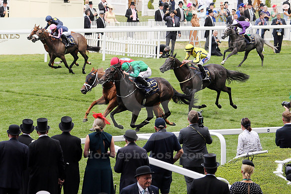 crimson_advocate_ROYAL_ASCOT