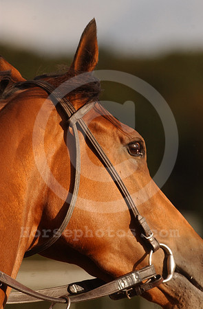 horseseye01_ljp