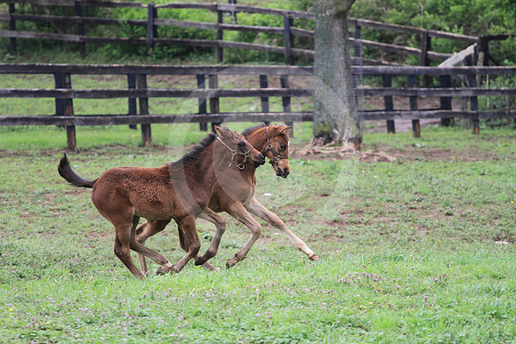 foal95