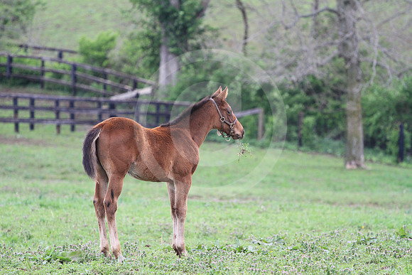 foal96