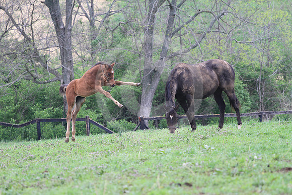 foal97