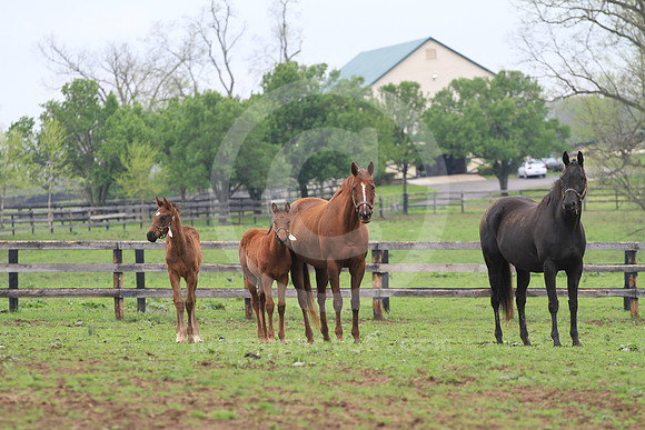 foal99