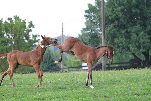 foal100