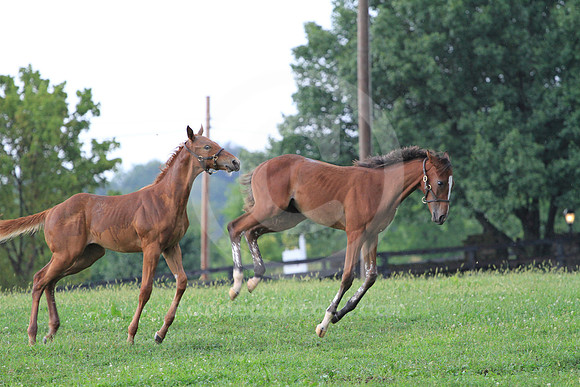foal101