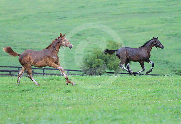 foal102