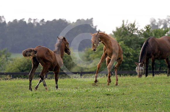 foal103