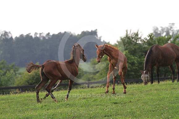 foal104