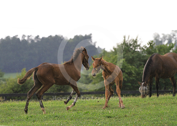 foal105
