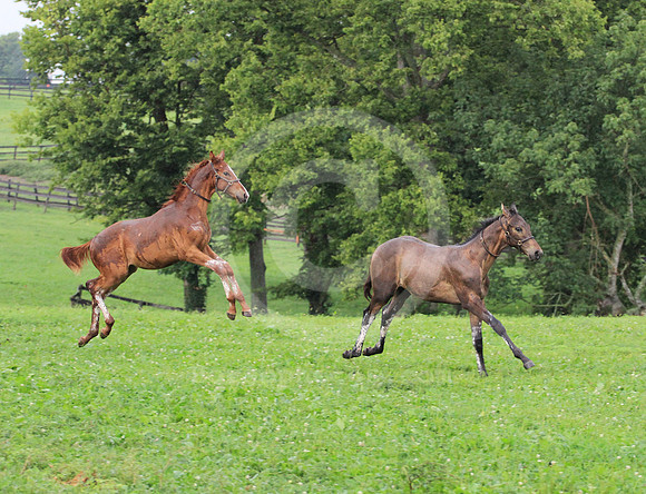 foal106
