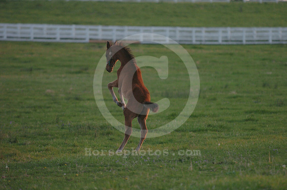 foal107