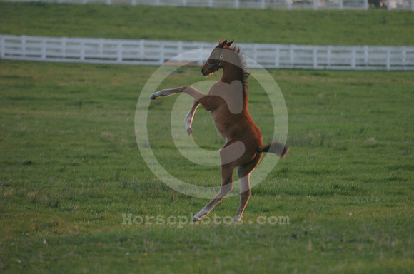 foal108