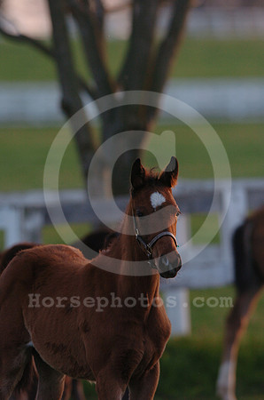 foal110