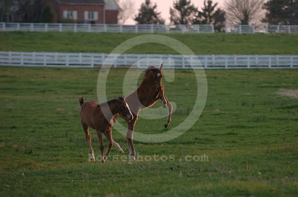 foal111