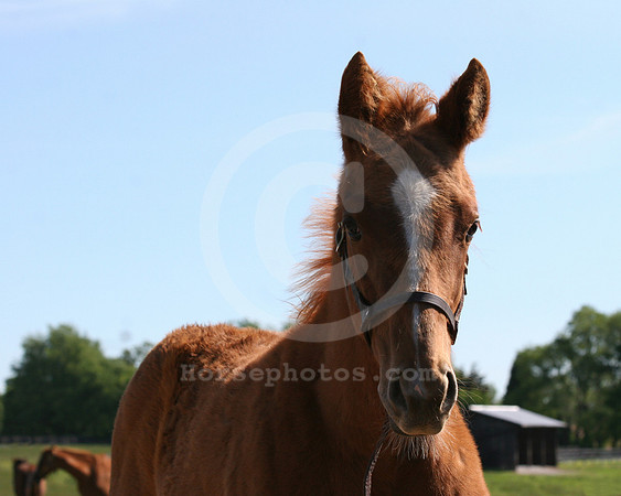 foal112