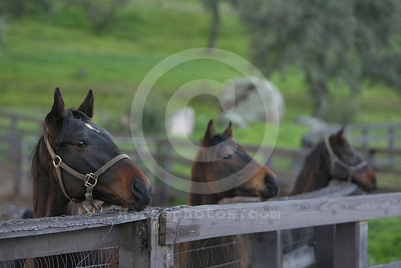 foal113