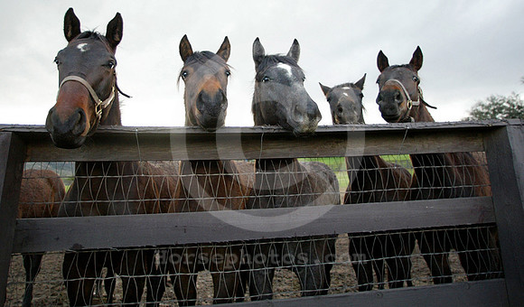 foal114