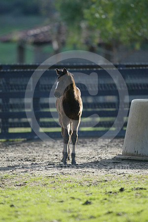 foal115